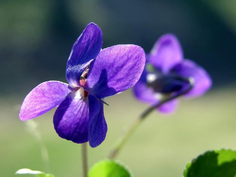 Most Beautiful Flowers in the World